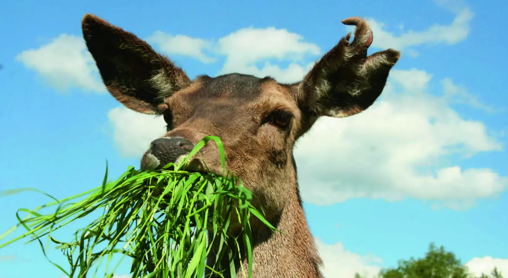 Hjorten går på beite hele sommeren